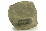 Prone Reedops Trilobite - Atchana, Morocco #376975-3